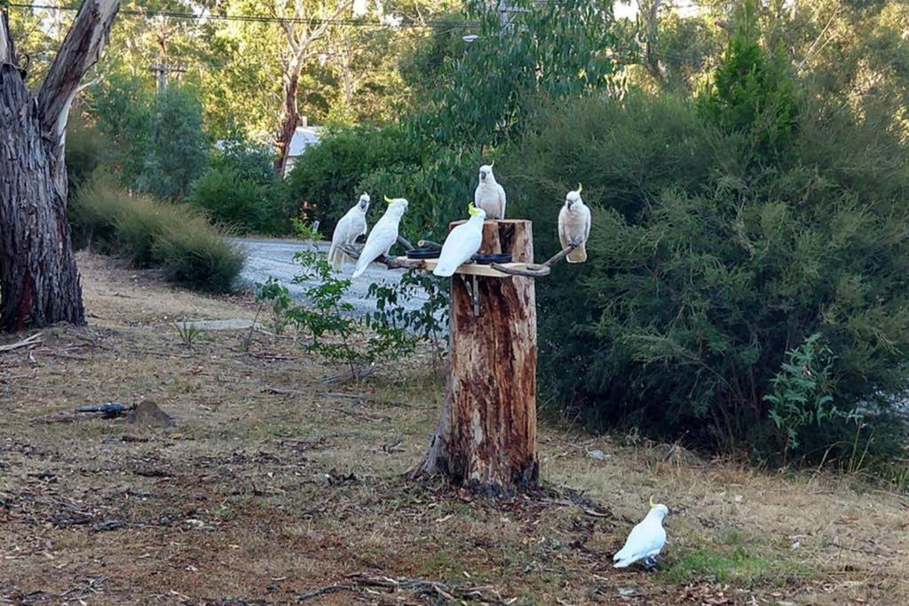 Cockatoo Cabin Halls Gap Eksteriør bilde
