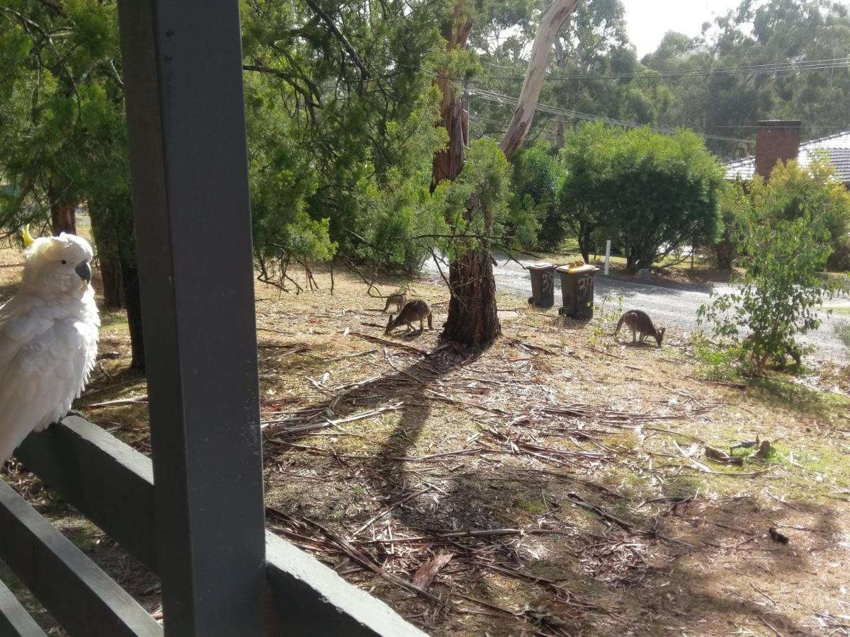 Cockatoo Cabin Halls Gap Eksteriør bilde